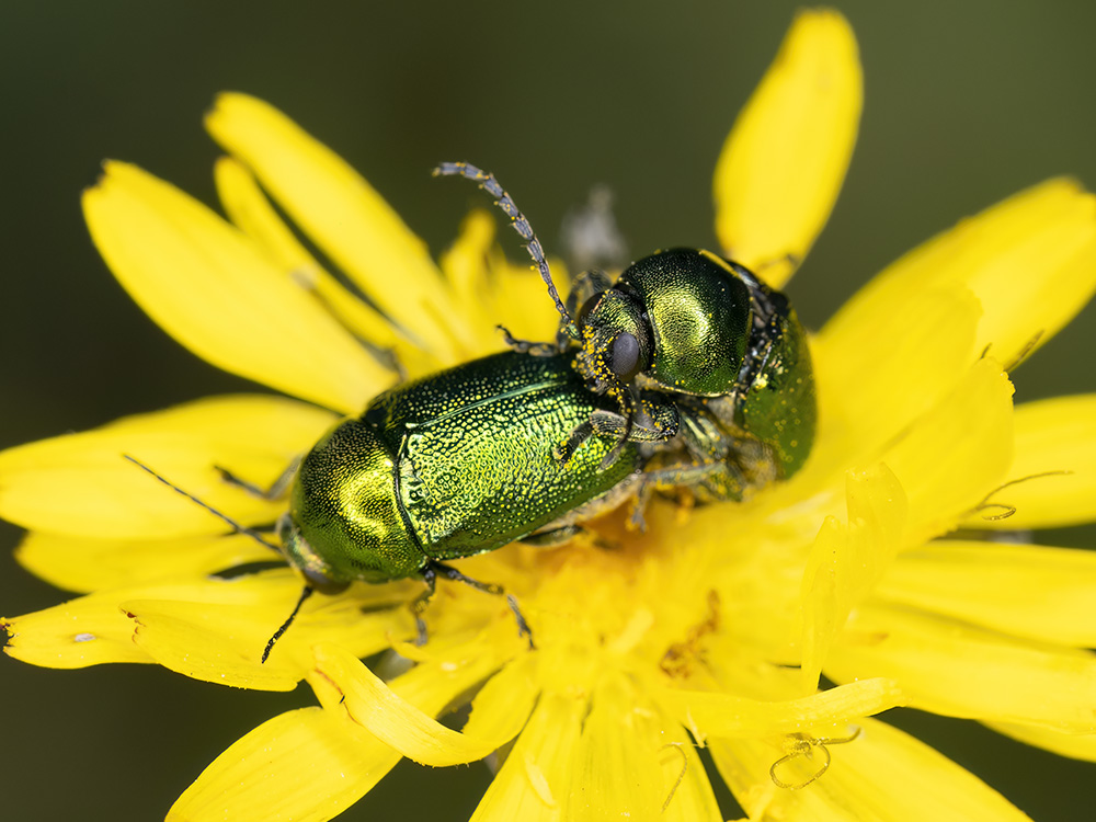 Cryptocephalus samniticus?